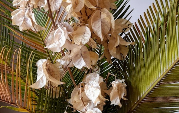 Folhagem seca para decoração