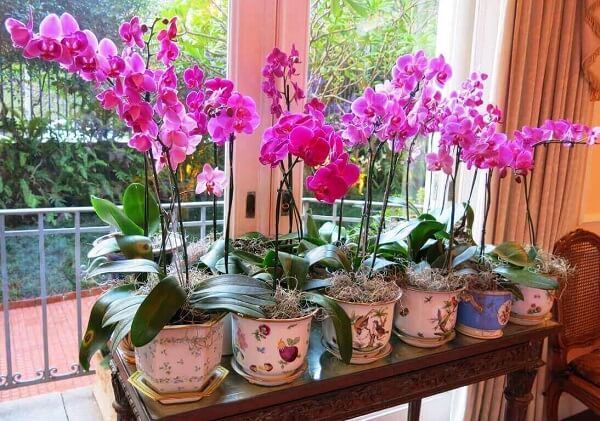 Melhores Lugares para Colocar o Vaso de Orquídea e Decorar Sua Casa