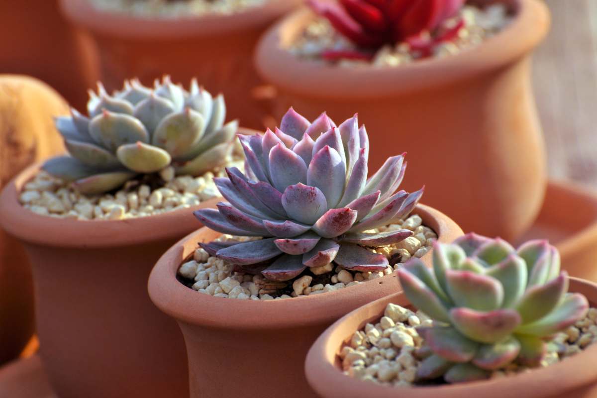 Decoração com Suculentas e Outras Plantas de Pequeno Porte: Beleza Natural em Cada Cantinho